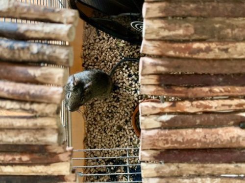black rat on brown wooden log