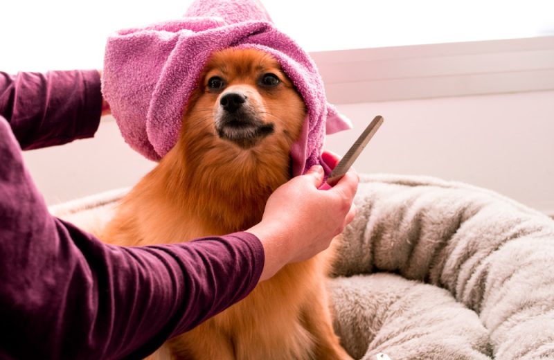 Caída del pelo en perros, ¿cuáles son las causas?