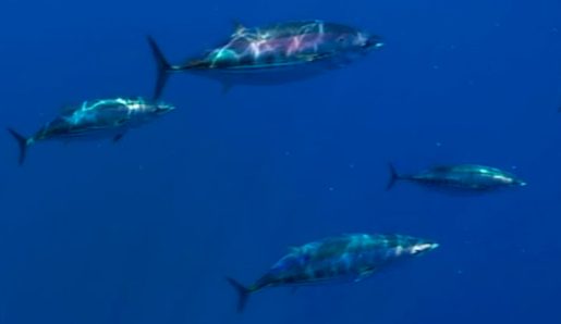 Atún tropical listado