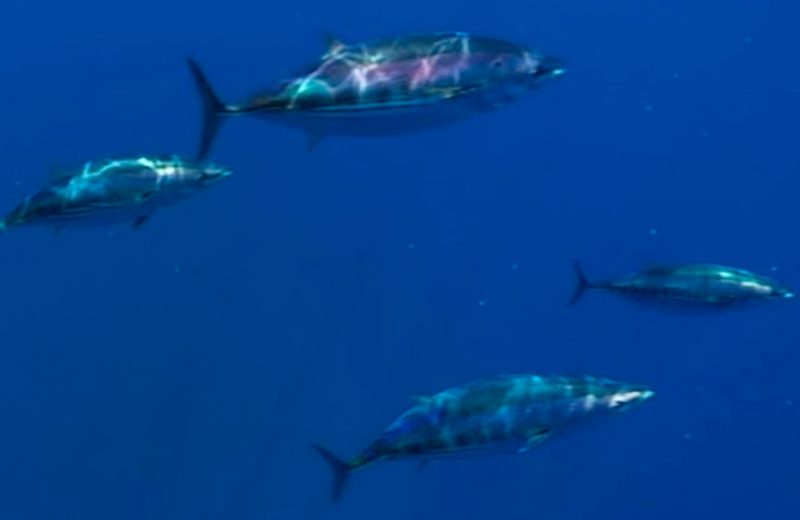 El atún listado migra siguiendo los patrones de deposición de polvo del Sahara en el Atlántico