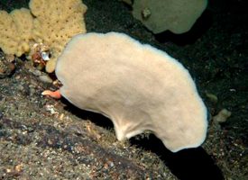 Las esponjas marinas revelan la variedad de peces que habitan el Atlántico norte y el Ártico