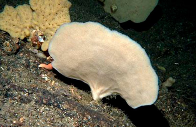 Las esponjas marinas revelan la variedad de peces que habitan el Atlántico norte y el Ártico