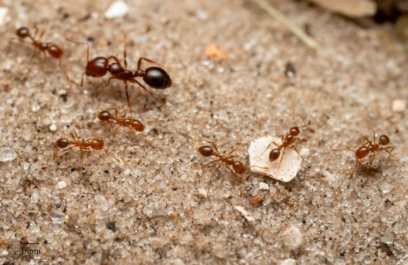 La hormiga roja de fuego se establece en Europa y podría llegar a España