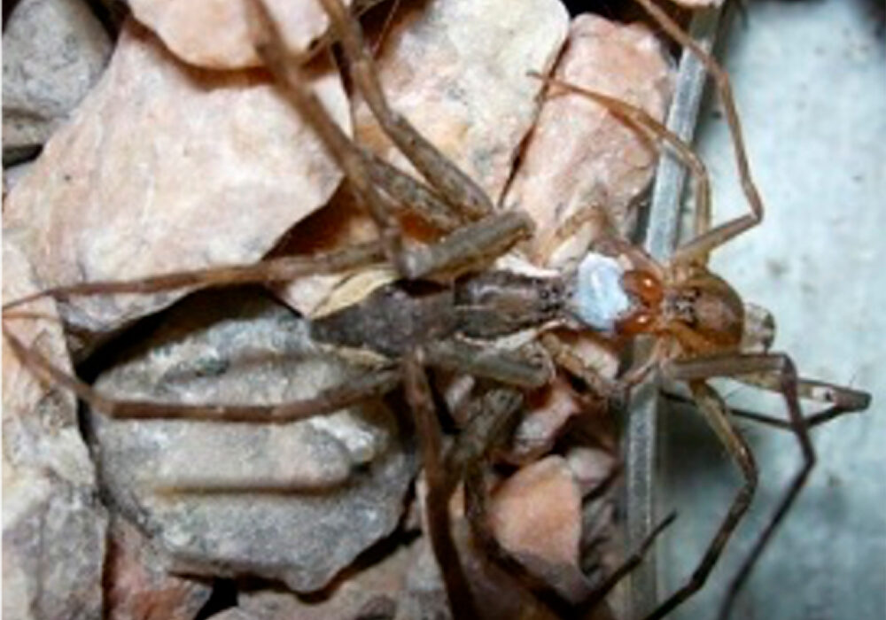 El ritual de apareamiento de las arañas se modifica con el cambio climático