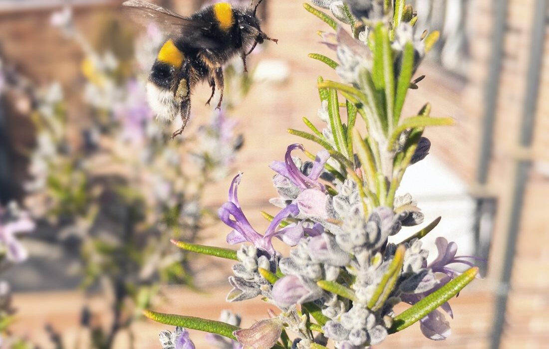 bee flying near purple petaled flower during daytime