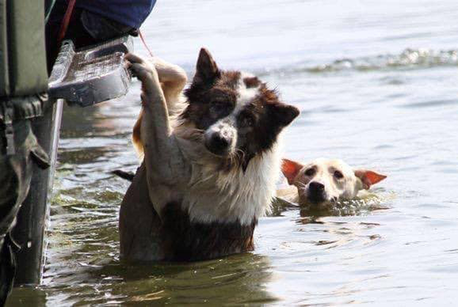 Protección legal de mascotas y otros animales en caso de accidente marítimo
