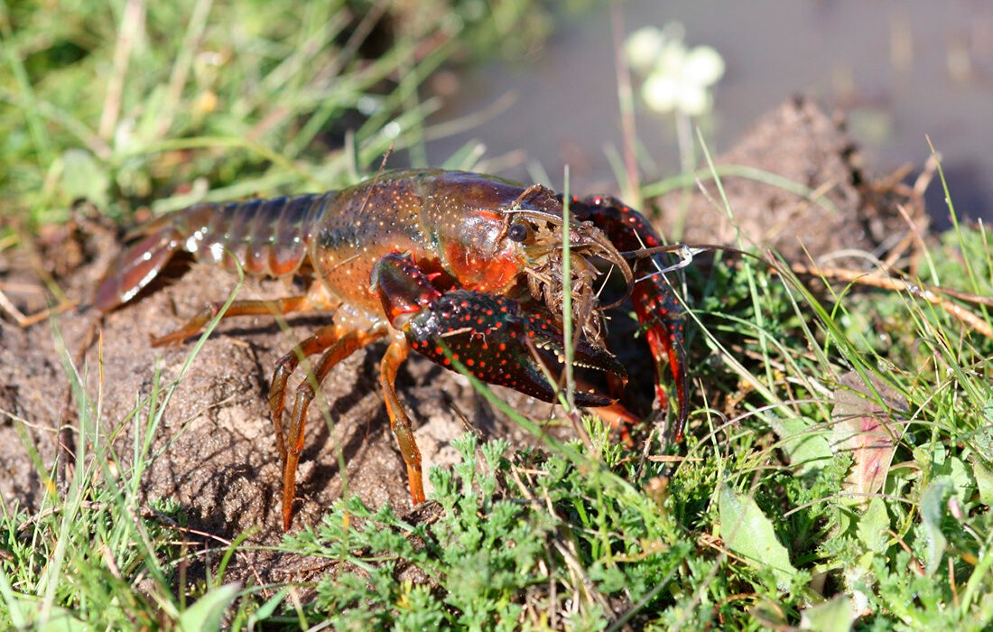 Los cangrejos de origen americano ocupan el 95% del nicho del cangrejo de río en la Península Ibérica