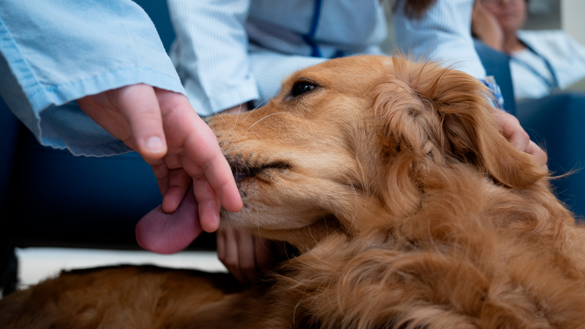 “Inspiradog”, perros de intervención, ayudan en la recuperación de adolescentes en el Hospital 12 de Octubre