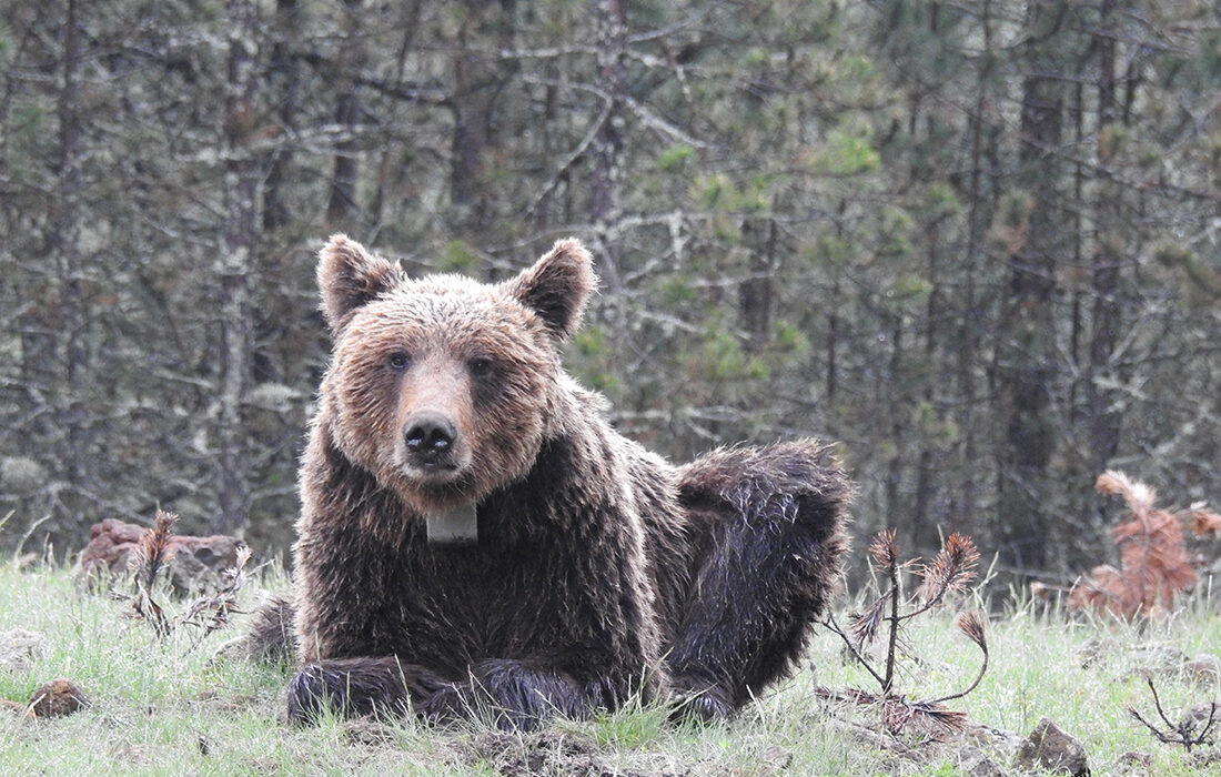Proteger las áreas que conectan poblaciones de oso pardo es crucial para su supervivencia