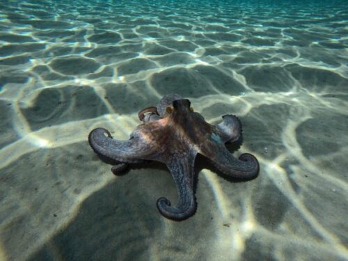 an octopus is laying on the sand in the ocean