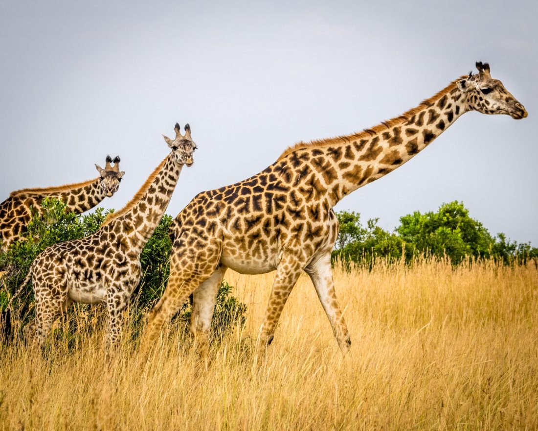 wildlife photography of tower of giraffes