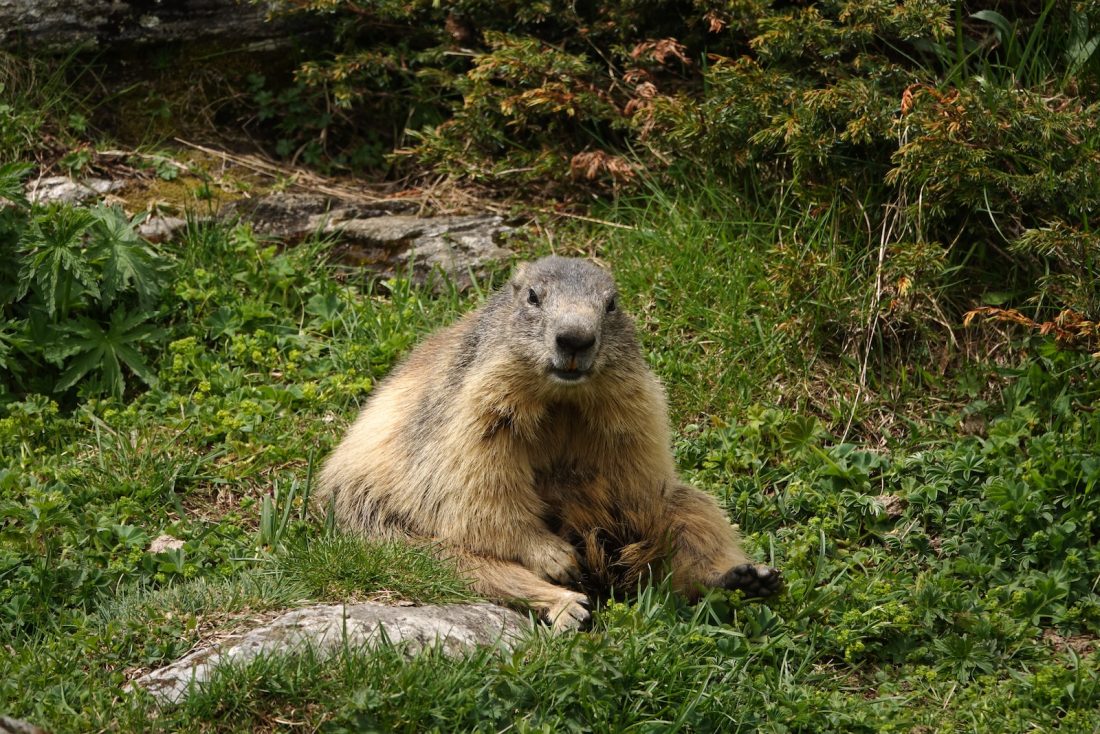 a furry animal sitting on grass