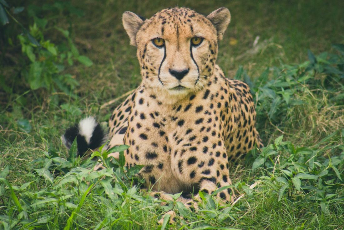 Cheetah lying on green grass ground during daytime