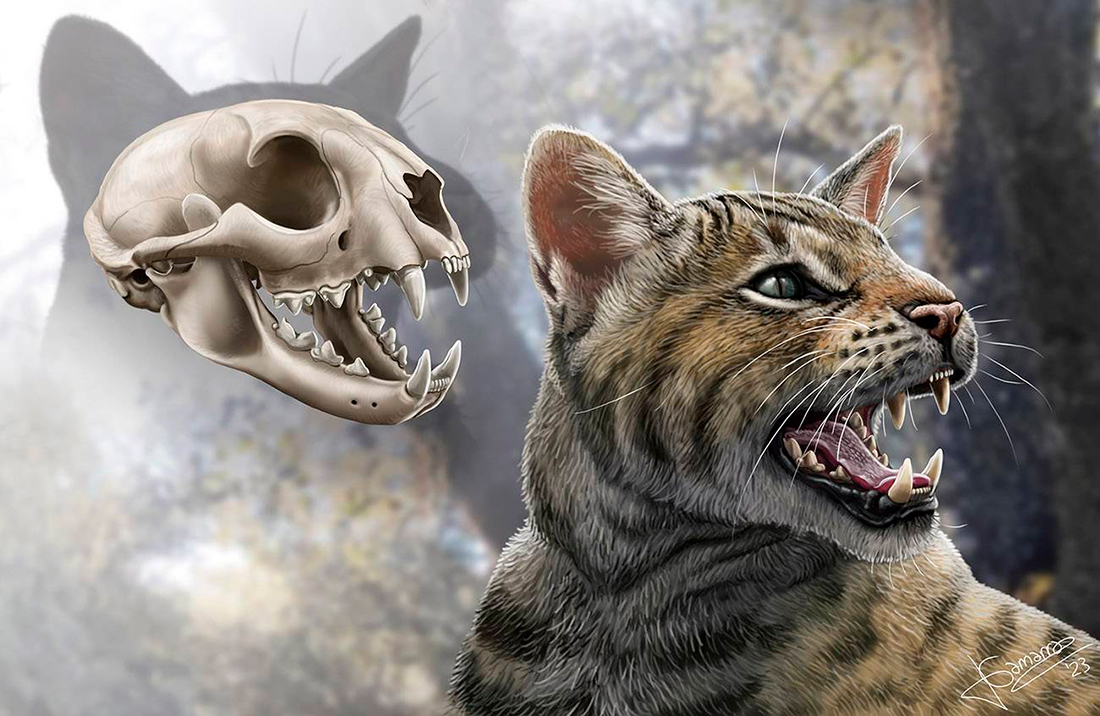 Reconstrucción del cráneo y aspecto en vida del felino 'Magerifelis peignei'. / Jesús Gamarra