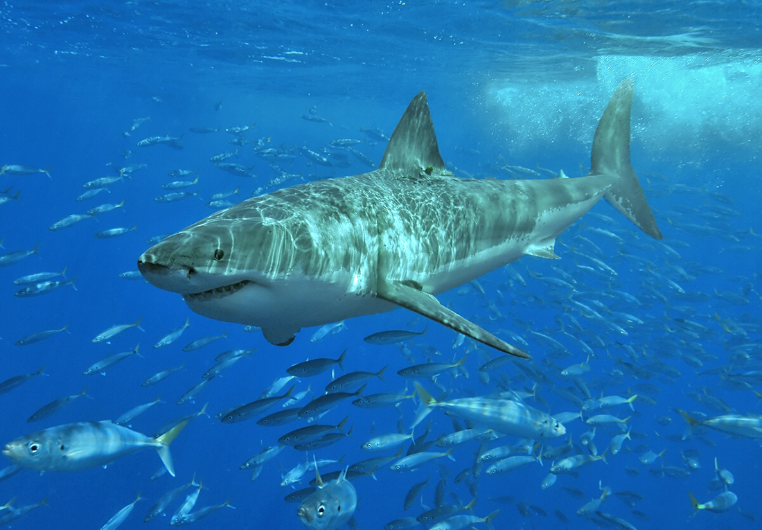 Gran tiburón blanco - Foto propiedad de: Terry Goss