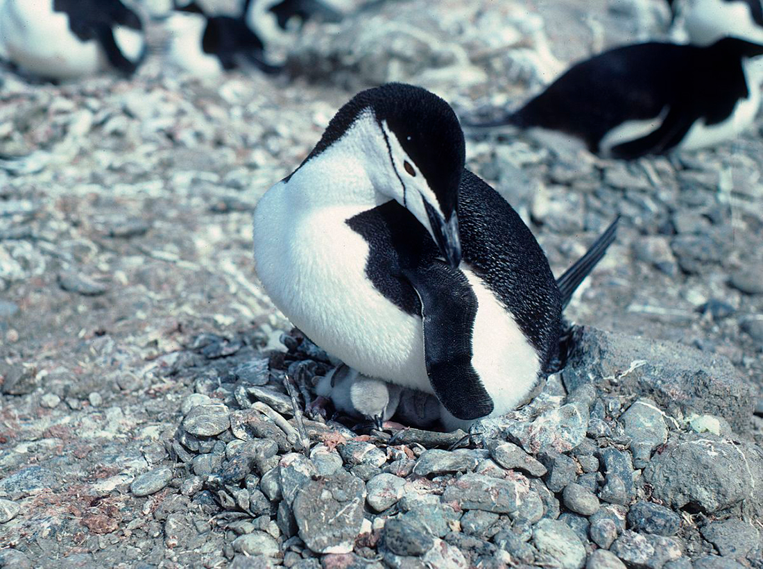 Pingüino barbijo - Pygoscelis antarcticus