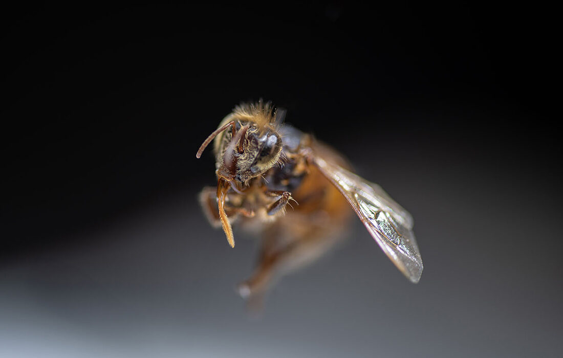 abejas - Apis mellifera