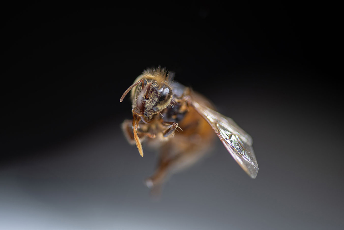 abejas - Apis mellifera