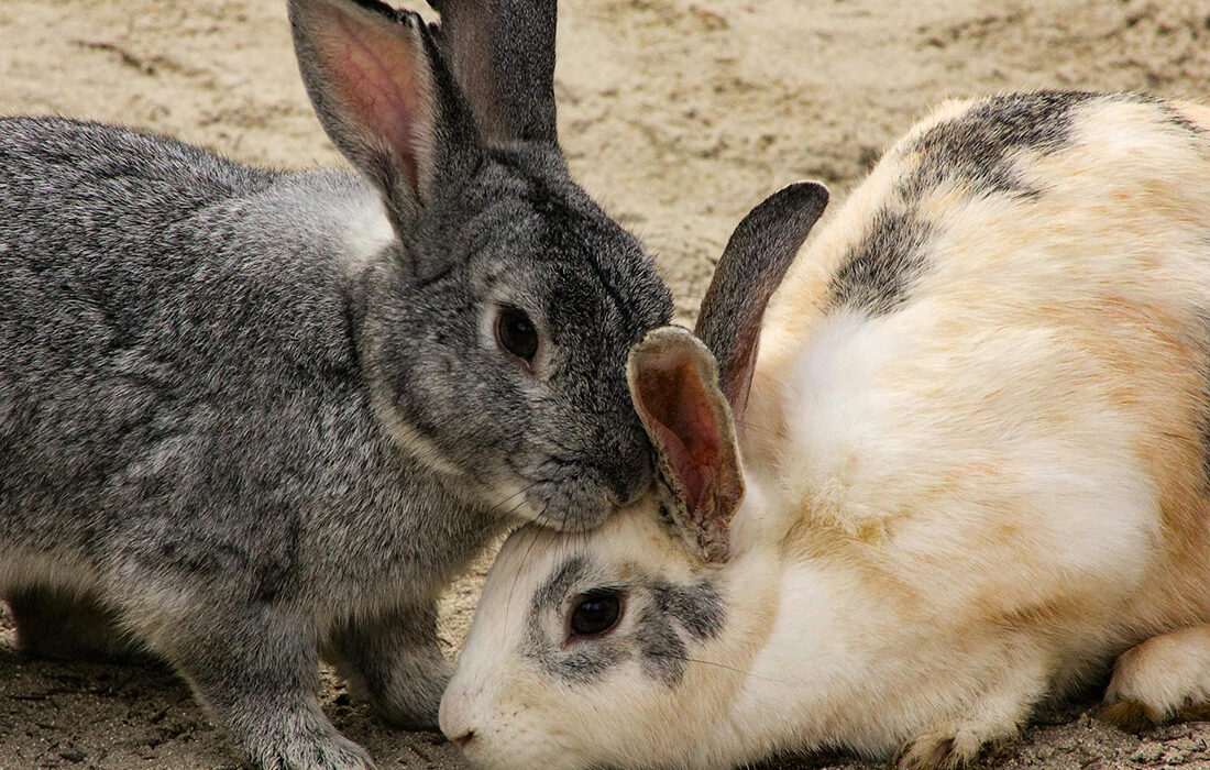 Comunicación del conejo