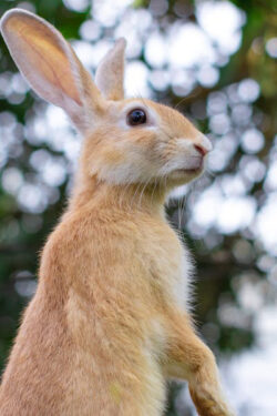 Lenguaje conejos - Comportamiento conejos