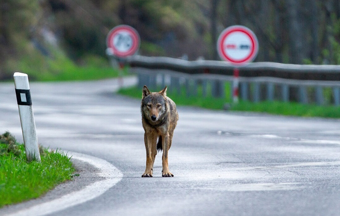 Lobo en la carretera