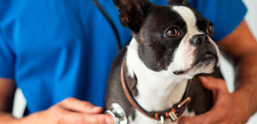 Perro con veterinario