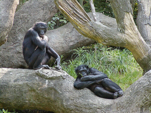 Bonobós
