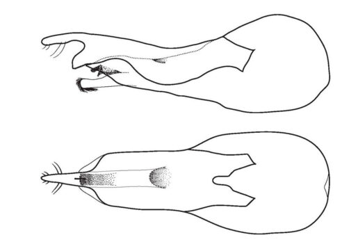 Dibujo de los genitales masculinos de Loncovilius carlsbergi , que en vista lateral parece un abridor de botellas.