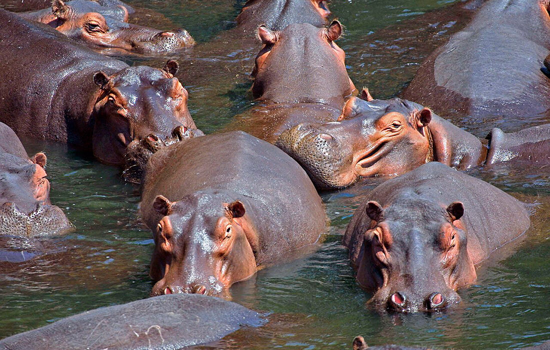 Hipopótamos - Foro propiedad de Pablo Maritz