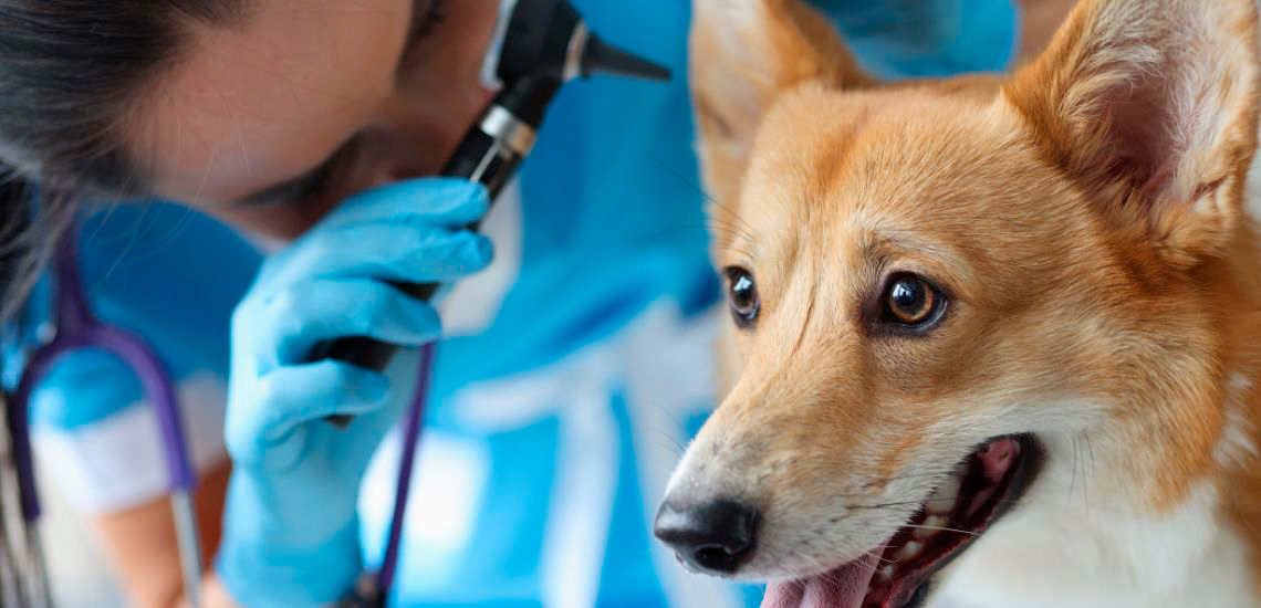 Revisión veterinaria oídos perros