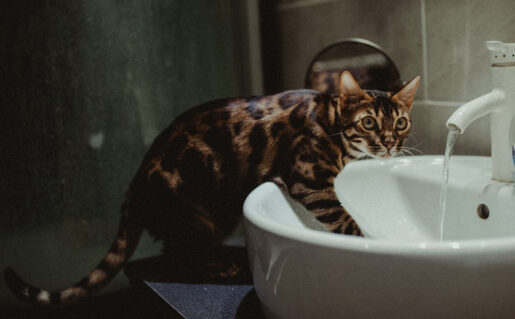 Gato bengalí - Foto propiedad de Jerry