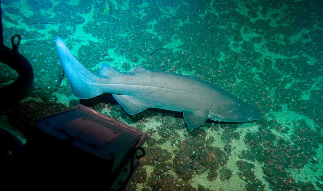 Tiburón espinoso - Echinorhinus cookei