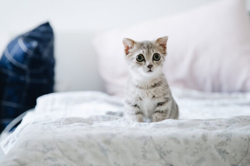 Gato - Maullidos gatos - Foto propiedad de: Tranmautritam - Pexels - https://www.pexels.com/es-es/foto/gatito-gris-y-blanco-en-cama-blanca-2061057/