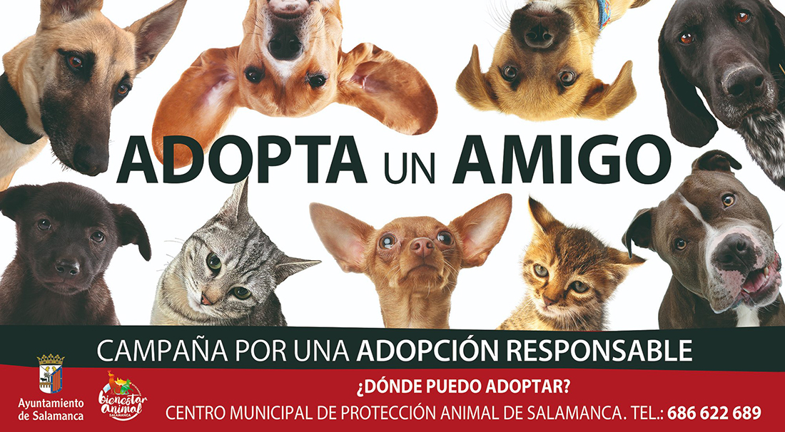 adopcion-responsable-Salamanca
