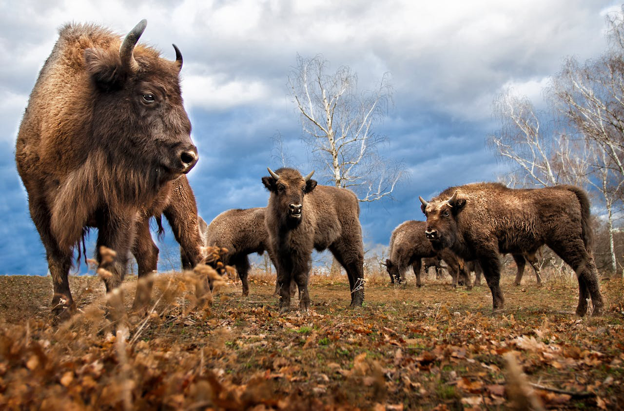 Bisonte europeo - Foto de Juraj Valkovic: https://www.pexels.com/es-es/foto/manada-de-bisontes-2912388/