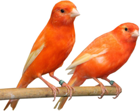 Canarios - Fuente: pngwing.com