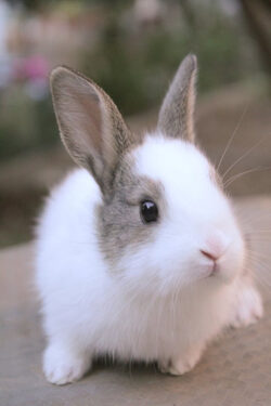 Conejo - Foto de Ferhat Sezek: https://www.pexels.com/es-es/foto/mascota-blanco-cabeza-conejo-21198651/