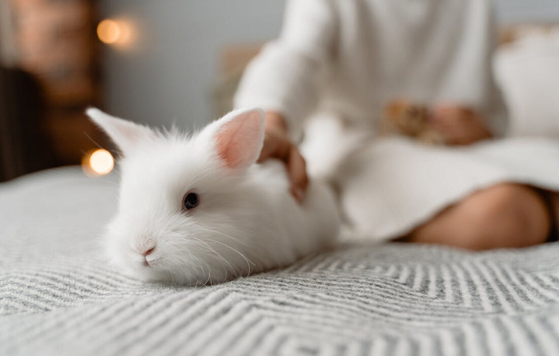 Conejos - Foto de Tima Miroshnichenko: https://www.pexels.com/es-es/foto/mascota-blanco-conejo-peludo-6845638/