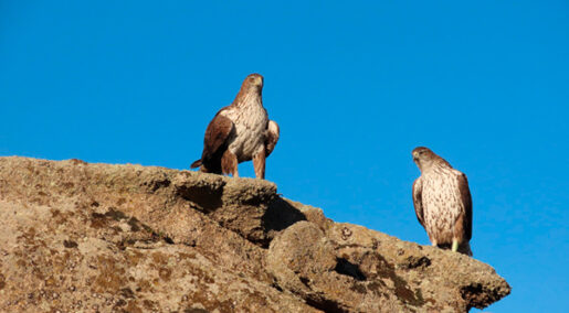 Pareja reproductora de águila de Bonelli de la Comunidad de Madrid sobre una roca. Ambos ejemplares han sido reintroducidos.