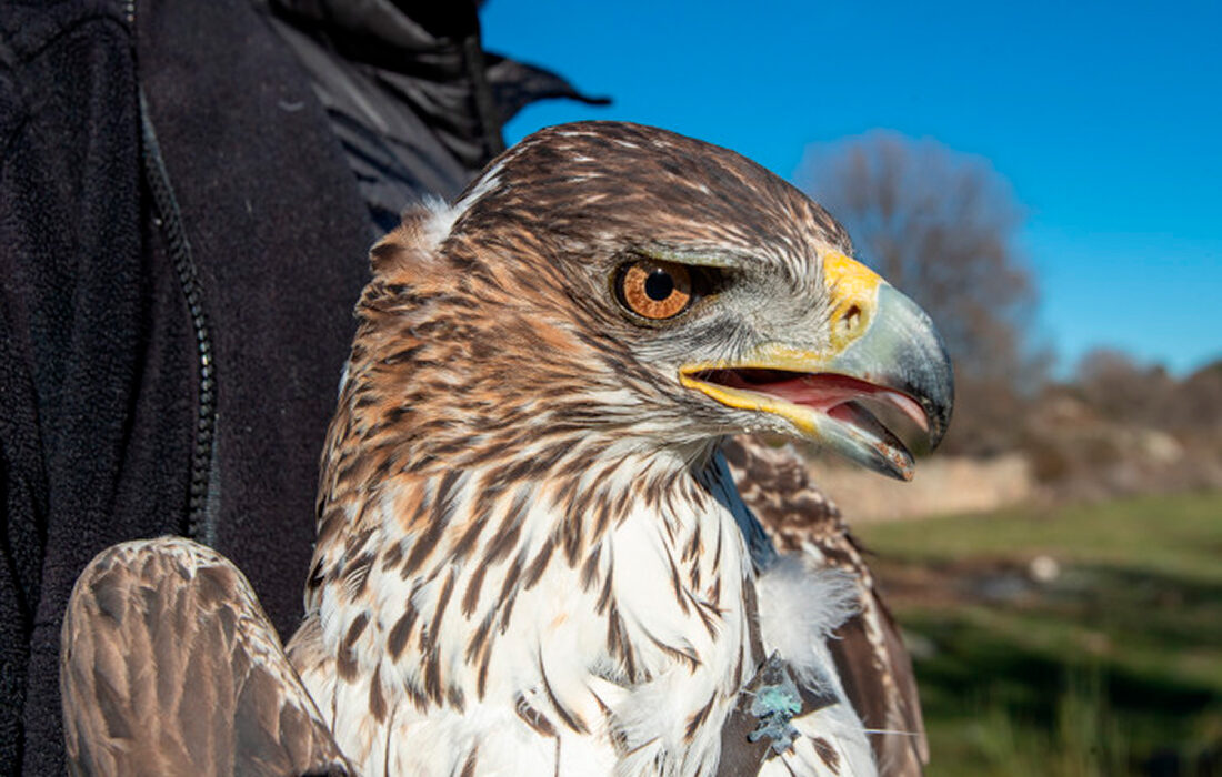 Águila de Bonelli adulta capturada para colocarle un emisor GPS