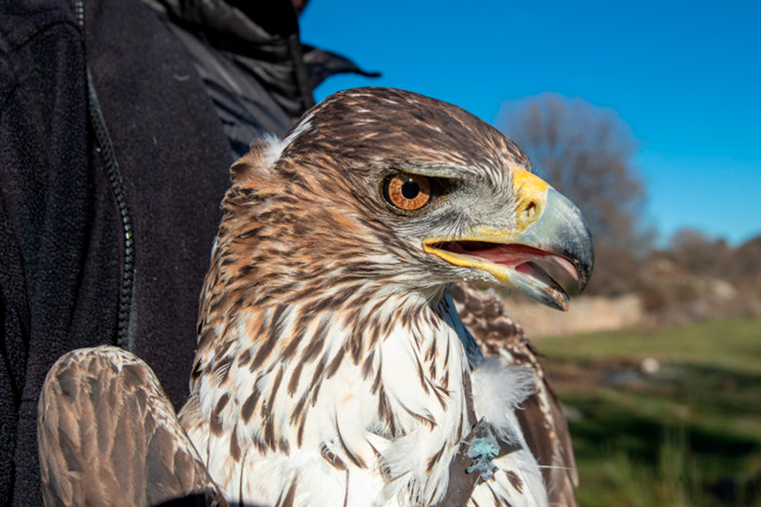Águila de Bonelli adulta capturada para colocarle un emisor GPS