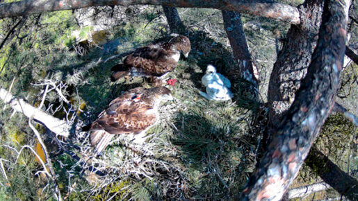 Pareja de águilas de Bonelli de la Comunidad de Madrid con su pollo (de una temporada reproductora anterior).