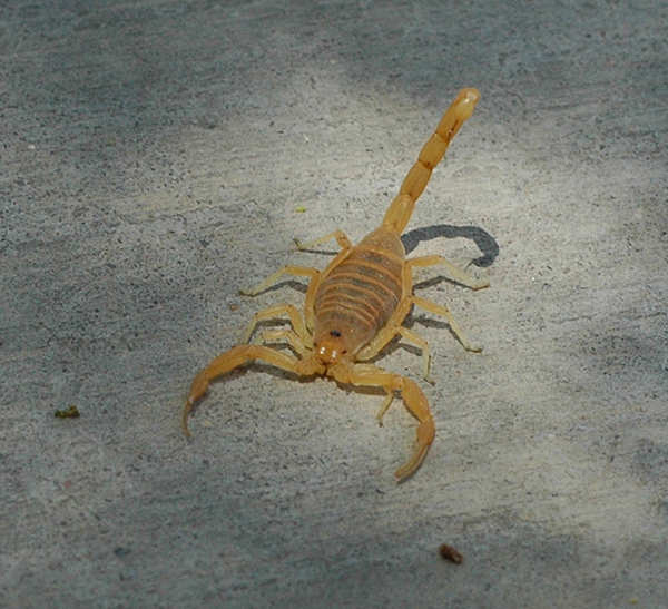 Foto propiedad de: Musides - Creative Commons Attribution-Share Alike 3.0 Unported .