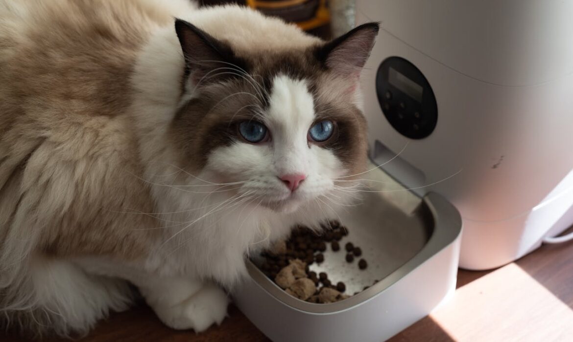 Gato comiendo - Foto de David Yu: https://www.pexels.com/es-es/foto/comida-mascota-cabeza-gato-17393531/