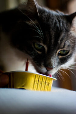 Manías gatunas - Gato comiendo - Foto de pelegnar .: https://www.pexels.com/es-es/foto/comiendo-animal-mascota-gato-16039749/