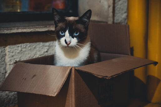 Gato en caja - Foto de Thgusstavo Santana: https://www.pexels.com/es-es/foto/animal-mascota-gato-caja-16271141/