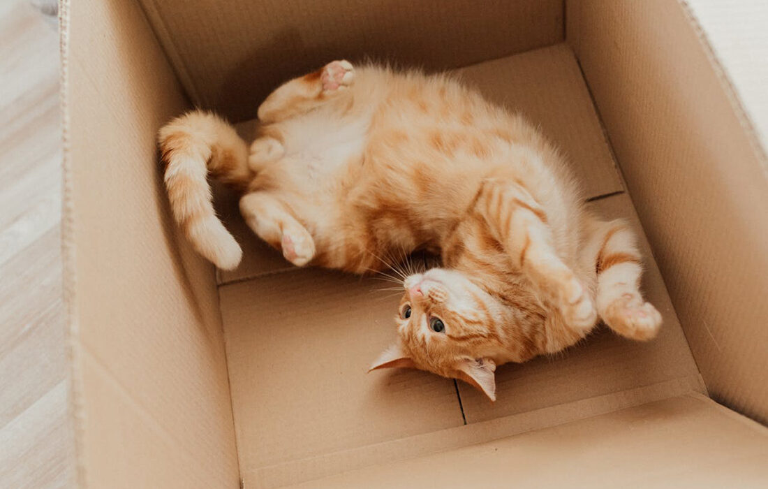 Gato en caja - Foto de Arina Krasnikova: https://www.pexels.com/es-es/foto/animal-mascota-mono-gatito-7725637/