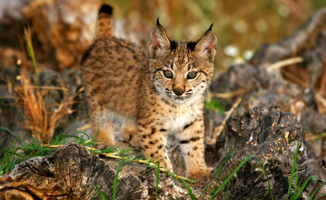 Lince ibérico