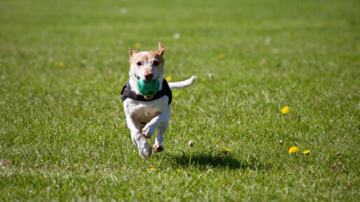 Perro jugando - Foto de Matthias Zomer: https://www.pexels.com/es-es/foto/perro-corriendo-sobre-el-cesped-422220/