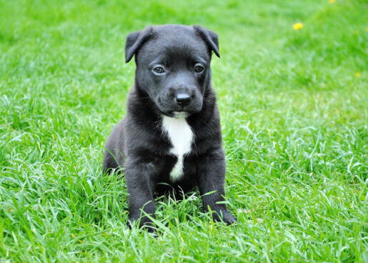 Foto de Pixabay: https://www.pexels.com/es-es/foto/cachorro-de-pelo-corto-blanco-y-negro-sentado-sobre-la-hierba-verde-59965/